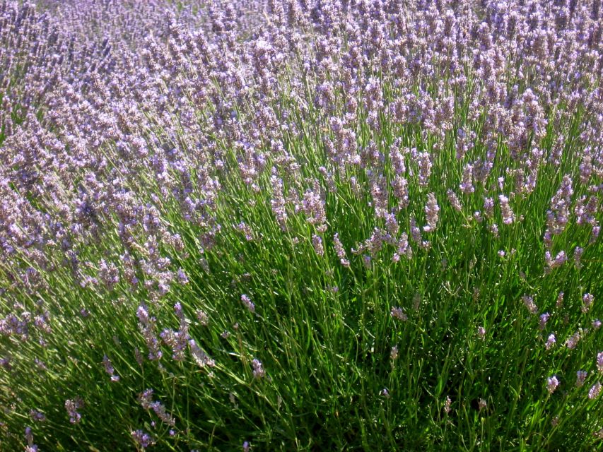 3-Hour Lavender Tour from Hvar - St. Roch’s Chapel and Kapelica sv. Rok