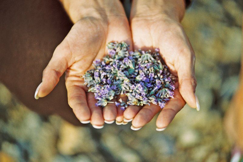 3-Hour Lavender Tour from Hvar - What $159 Buys You