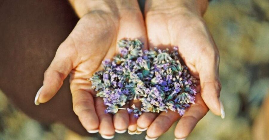 3-Hour Lavender Tour from Hvar - Napoleon and the View Above Stari Grad