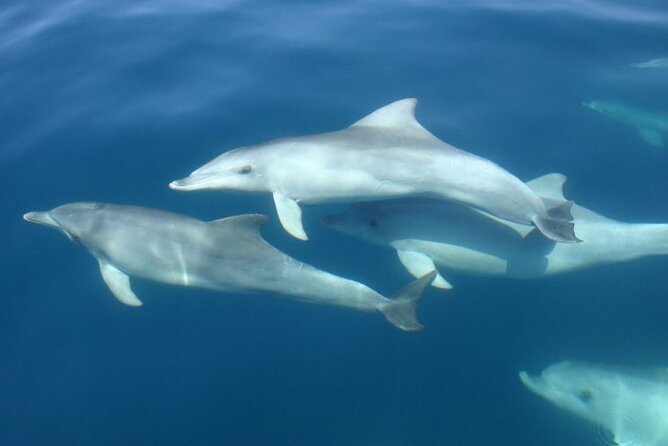 3hours all inclusive Sunset&Dolphin Tour from Medulin on Sandra - What the $54.42 price really covers
