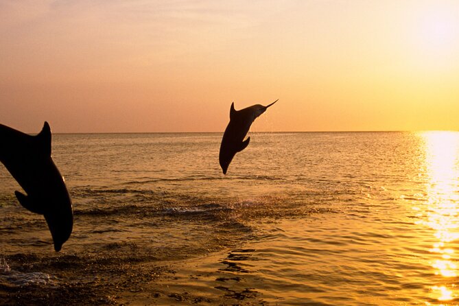 3hours all inclusive Sunset&Dolphin Tour from Medulin on Sandra - Searching for dolphins in the open sea