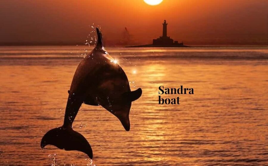 3hours Dolphin Sunset watching with unlimited drinks +dinner - Key points to know before you board