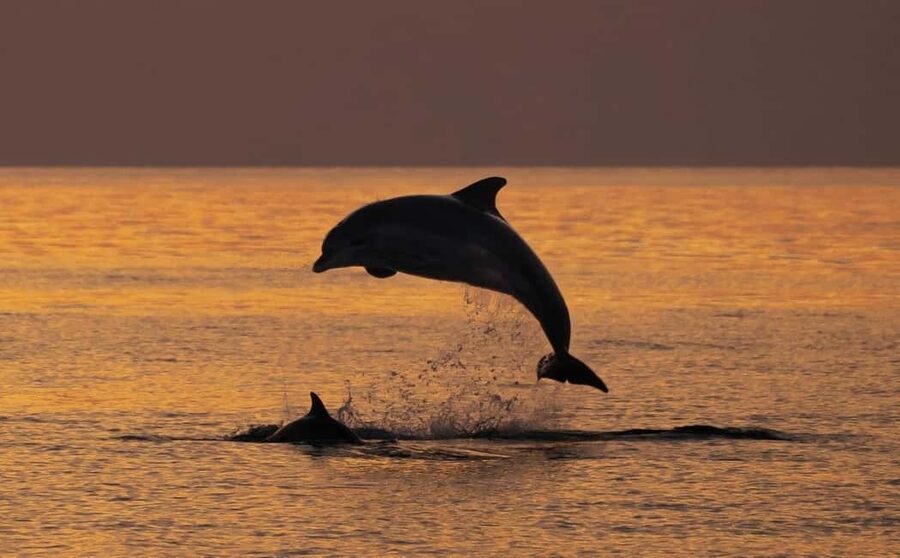 3hours Dolphin Sunset watching with unlimited drinks +dinner - Setting out from Medulin harbour