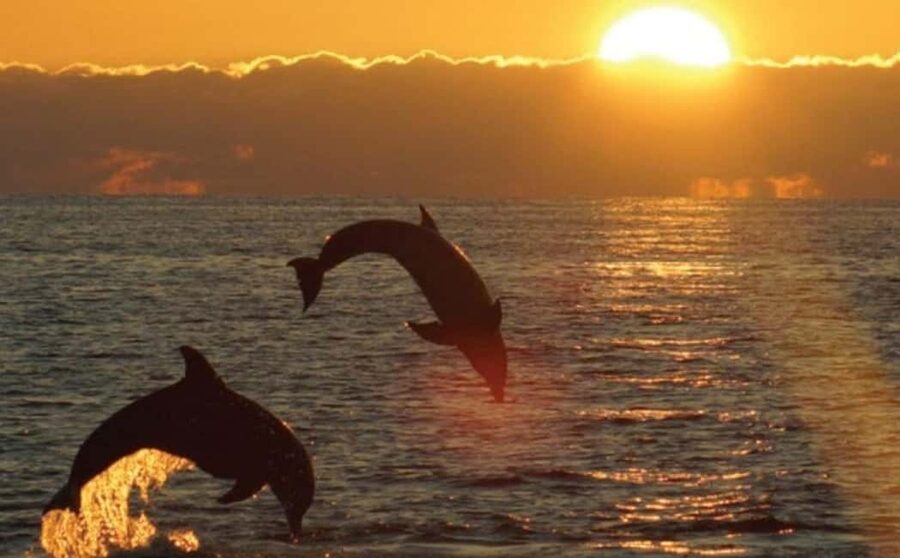 3hours Dolphin Sunset watching with unlimited drinks +dinner - Cape Kamenjak from the water
