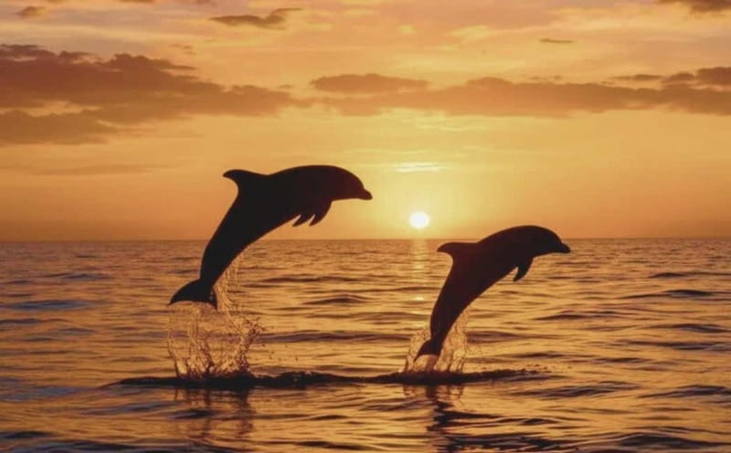3hours Dolphin Sunset watching with unlimited drinks +dinner - Porer lighthouse and the Adriatic horizon