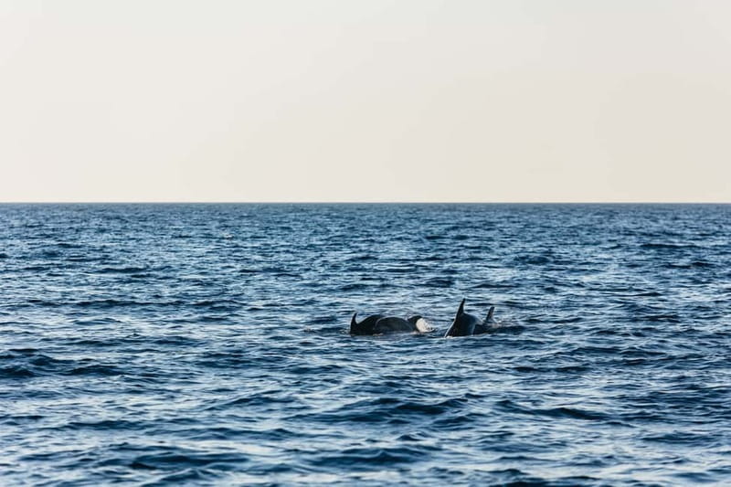 3hours Dolphin Sunset watching with unlimited drinks +dinner - What the $45 price really covers