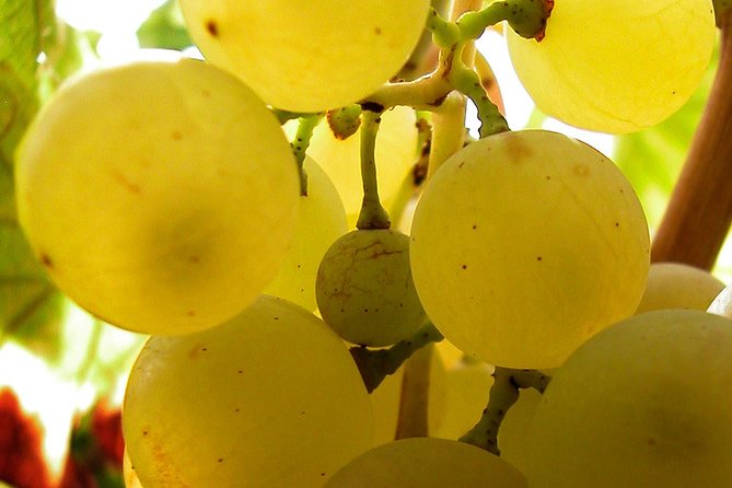 A Sample Of Wine, A Sample Of Istria - A Short But Fulfilled Program - The second winery and the value of comparison