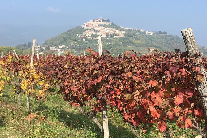 A Sample Of Wine, A Sample Of Istria - A Short But Fulfilled Program - Timing, booking, and cancellation