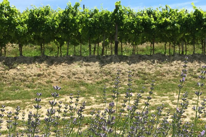 A Sample Of Wine, A Sample Of Istria - A Short But Fulfilled Program - Meeting Aggi at 10:00 a.m.