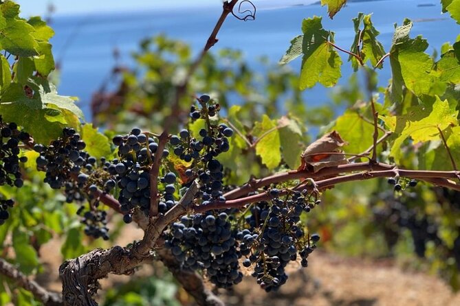 Authentic private viewpoint wine&dine tour - What the $475.90 group price really buys