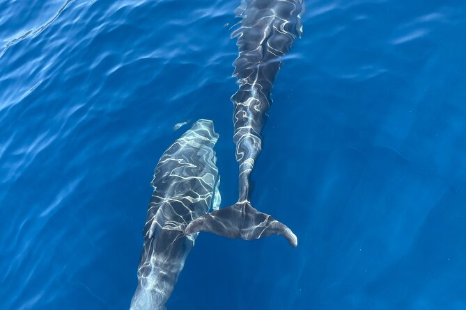 Blue cave tour with a speedboat-small group - What four hours on the Elaphiti Islands really means