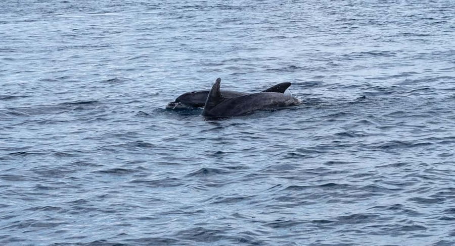 Brijuni Islands: Sunset & Dolphins private boat tour - Searching for dolphins in the Adriatic