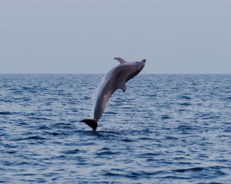 Brijuni Islands: Sunset & Dolphins private boat tour - What the private format is worth