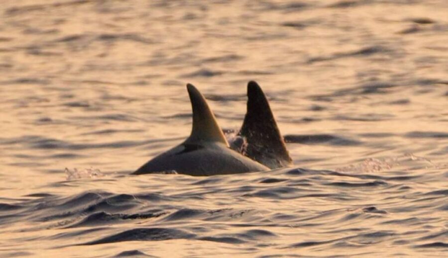 Brijuni Islands: Sunset & Dolphins private boat tour - Seeing Brijuni from the water