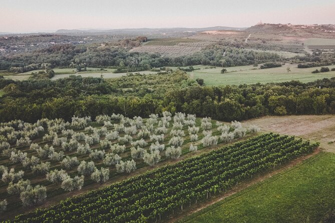 Buje: Authentic Istrian family farm, guided walk, foods & wine - How the extra virgin olive oil tasting works