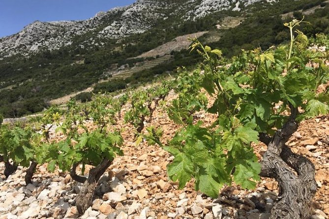Classic Tour with Wine Tastings from Dubrovnik - First tastes, oysters, and the food pairing lesson