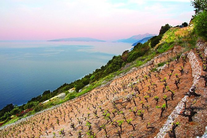 Classic Tour with Wine Tastings from Dubrovnik - Up to three wineries across the Peljesac Peninsula