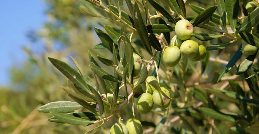 Cres: Olive Oil Walking Tour with Tastings - Key points at a glance