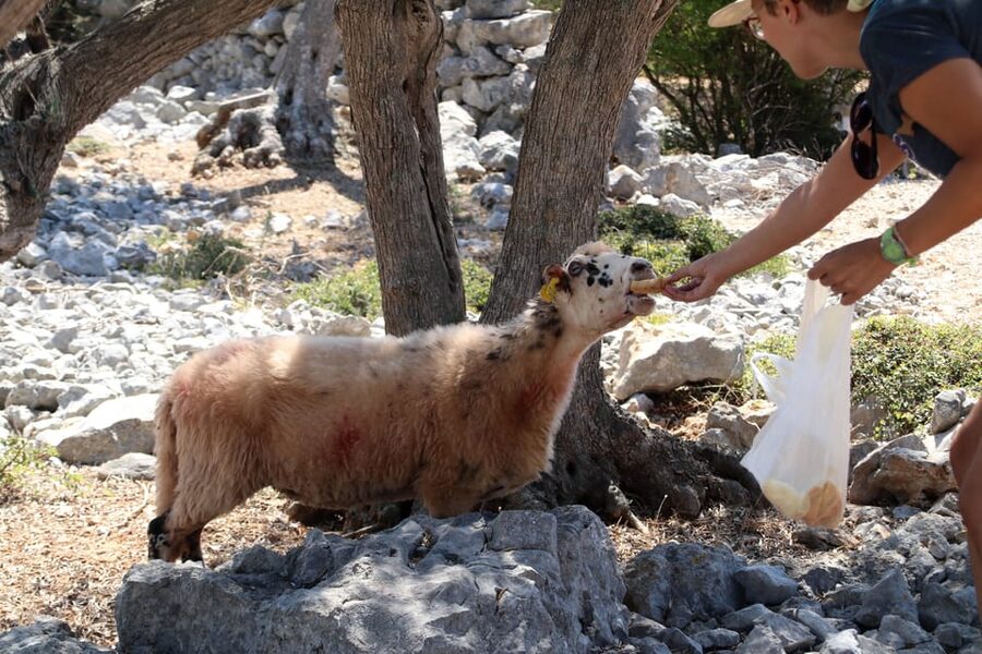 Cres: Olive Oil Walking Tour with Tastings - Why this Cres olive oil tour is worth your time