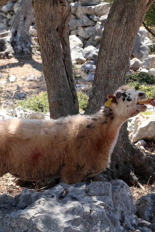 Cres: Olive Oil Walking Tour with Tastings - A producers shop and a local aperitif