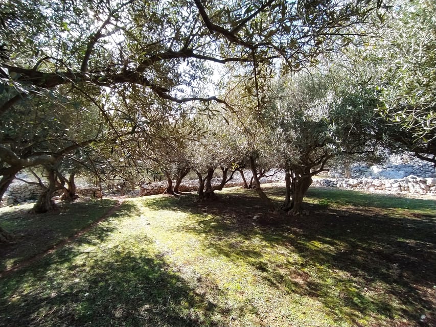 Cres: Olive Oil Walking Tour with Tastings - Who will enjoy this experience most?