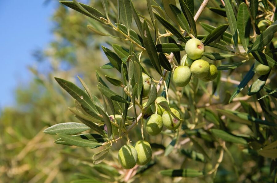 Cres: Olive Oil Walking Tour with Tastings - Starting among Cress old olive trees
