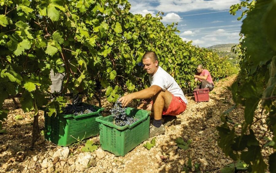 Dalmatian Delights: Food & Wine Tour from Split or Trogir - Key points to know before you book
