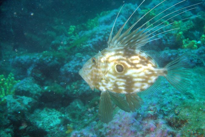 Diving day tour with 2 dives - Two sessions, three possible coastal areas