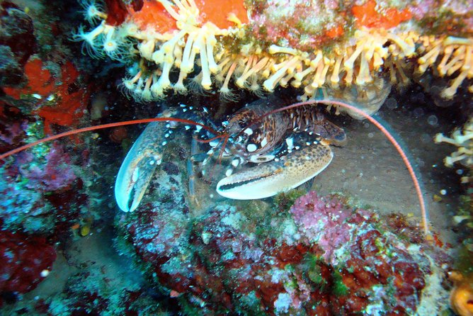 Diving day tour with 2 dives - What the $91.31 price really covers