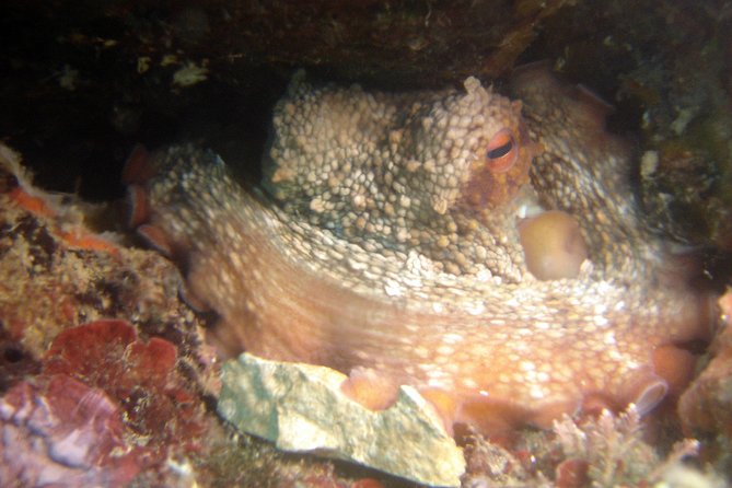 Diving day tour with 2 dives - Who will get the most from this trip