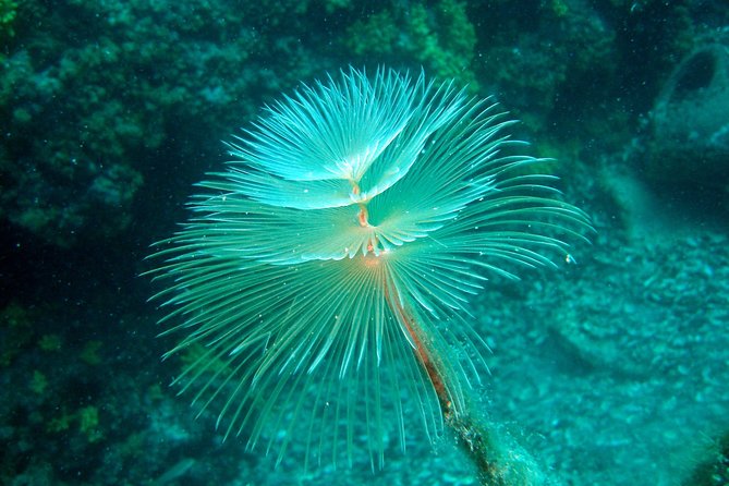 Diving day tour with 2 dives - A clear morning schedule from Tucepi
