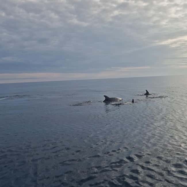 Dolphin private sunset tour Rovinj - Why this sunset cruise works so well