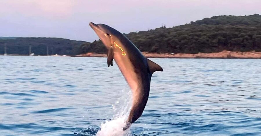 Dolphin private sunset tour Rovinj - The 30 to 40 minute dolphin search