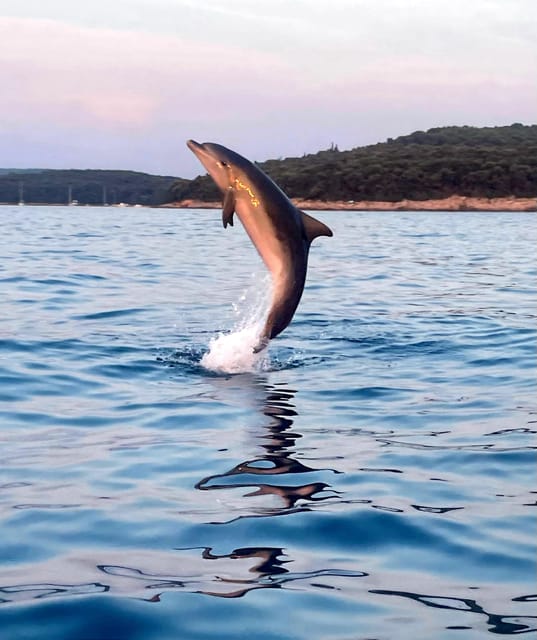 Dolphin private sunset tour Rovinj - Leaving from Rovinj’s three pickup piers