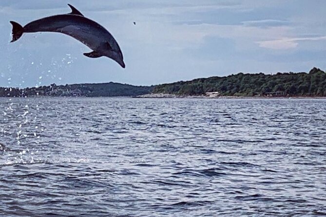 Dolphin Sunset Adventure with Speedboat - Key points to know before you book