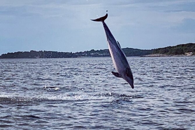 Dolphin Sunset Adventure with Speedboat - The search is part of the adventure