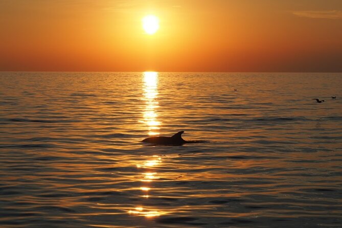 Dolphin Sunset Adventure with Speedboat - What the ride feels like in different weather