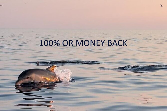 Dolphin Sunset Adventure with Speedboat - Watching dolphins from a small speedboat