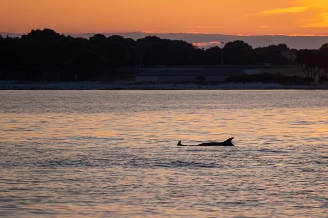 Dolphin & Sunset tour with Brijuni panorama - Practical Details Before You Reserve