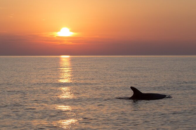 DOLPHIN WATCHING | Pula Boat - Key points to know before booking