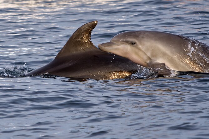DOLPHIN WATCHING | Pula Boat - Practical details that shape the day