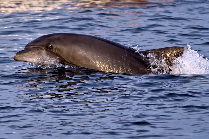 DOLPHIN WATCHING | Pula Boat - Cruising along the Brijuni coast