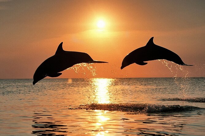 Dolphin Watching & Sunset Boat Tour With Dinner and Drinks - Mali Brijun and Fort Brioni Minor