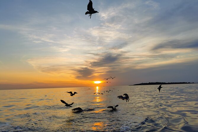 Dolphin Watching Sunset Boat Trip in Pula with Dinner - Is $60.47 a fair price?