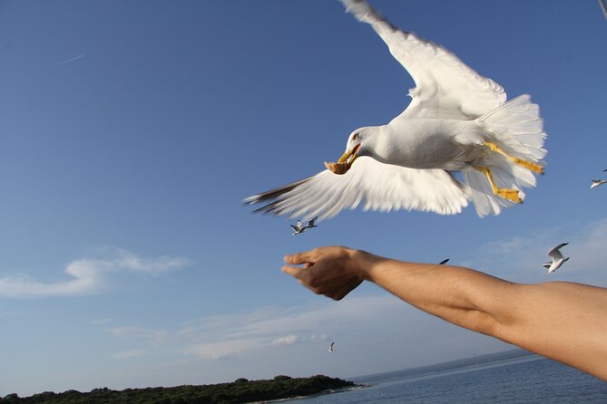 Dolphin Watching Sunset Boat Trip in Pula with Dinner - Who will enjoy this Pula boat trip most?