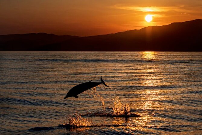 Dolphin Watching Tour – 85% Chance – Drinks & Dinner Included - Key points at a glance