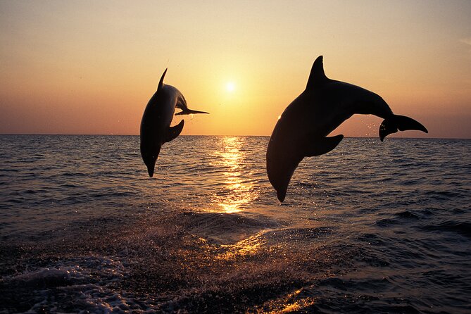 Dolphin Watching Tour – 85% Chance – Drinks & Dinner Included - Leaving Medulin at 5:30 pm