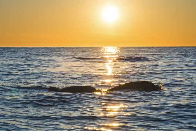 Dolphin Watching Tour – 85% Chance – Drinks & Dinner Included - Searching for dolphins near Istria