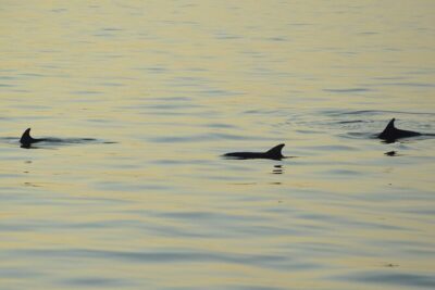 Dolphin Watching Tour – 85% Chance – Drinks & Dinner Included