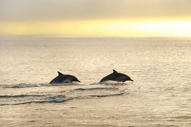 Dolphin Watching Tour – 85% Chance – Drinks & Dinner Included - Dinner on board: filling, but basic